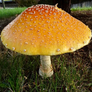 Nhà Máy Tùy Chỉnh Sợi Thủy Tinh Sản Phẩm Ngoài Trời Nấm Điêu Khắc Cho Trang Trí Bức Tượng - Product Image 4