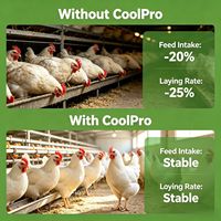 Qianbaisheng Probiotiques pour le soulagement du stress thermique chez les poulets de chair : Croissance rapide et prise de poids pour les fermes africaines