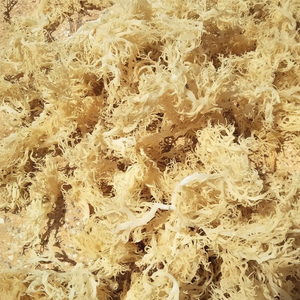 99โกลด์ดาต้าออร์แกนิกเกรดพรีเมี่ยมของบริษัทการเก็บเกี่ยวในทะเลมอสซูเปอร์ฟู้ดสำหรับการสร้างภูมิคุ้มกันรองรับกระบวนการอบแห้งด้วยอากาศ - Product Image 1