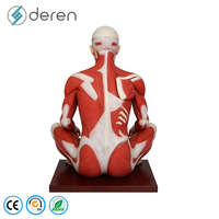 Maniquí de 170 cm de Tamaño Real del Sistema Muscular Humano, Modelo de Órganos Internos, 27 Partes, Figura Anatómica Muscular de Silicona Suave, Uso Médico