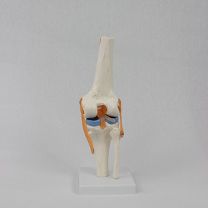 Modèle fonctionnel personnalisé de l'articulation du genou avec ligaments croisés et ménisces flexibles ; modèle de squelette d'articulation du genou flexible. - Product Image 2