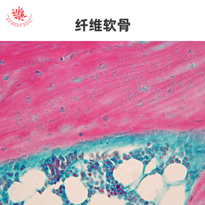 <b>Microscopic</b> slides of bones, joints, skeletal muscle, and red bone marrow for laboratory teaching and physiological and - Product Image 5