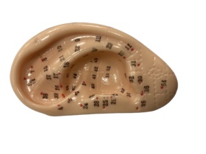 Hot Sale Acupuntura Humana Modelo 7.5cm Ear Acupuntura Modelo Soft Flexível Ear Displays para Acupuntura - Product Image 5