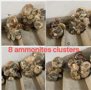 Ammonite Naturelle Fossile en Grappe, Échantillon Minéral Brut, Spécimen Petrifié à Vendre, Décoration Feng Shui pour la Maison - Product Image 2