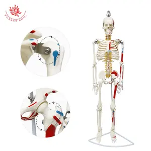 FRT010 Medical 85cm Human Skeleton Model With Half Muscle Teaching Model Manual Assembly Of Human Skeleton Specimen Model