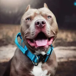 Robustes, strapazierfähiges taktisches Hundehalsband mit Griff für mittelgroße und große Rassen - Product Image 6