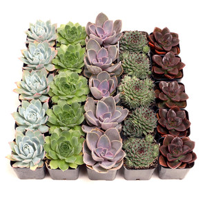 Paquete a granel de suculentas Rosette clásicas, 5 de cada variedad en macetas de 2 pulgadas para maceteros de eventos, diseños de suculentas equilibrados - Product Image 6