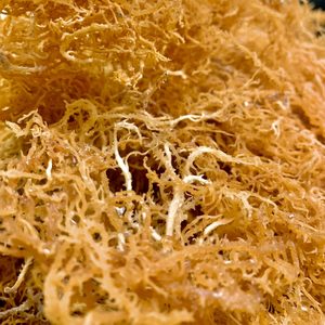 สาหร่ายธรรมชาติที่มีสีเหลืองสะดุดตา Eucheuma cottonii ผลิตในเวียดนาม/ฮานะ - Product Image 1