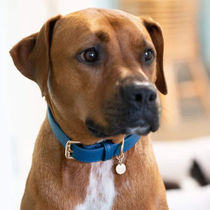 <span class=keywords><strong>Collar</strong></span> de cuero para perro, suministros para mascotas, diseño de moda, estilo simple - Product Image 6