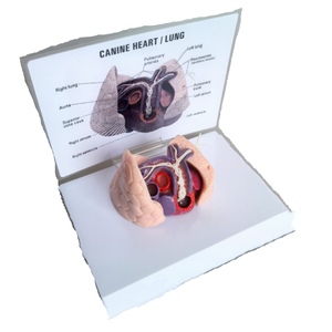 หัวใจสุนัข แบบจำลองหนอนหัวใจในสุนัข หลอดเลือดสุนัข ปอด อวัยวะ การสอนทางการแพทย์ แบบจำลองสัตวแพทย์ - Product Image 1