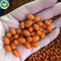 Buah Sea Buckthorn Kuning Liar IQF XMSD, Buah Seaberry Oranye Emas Manis Beku