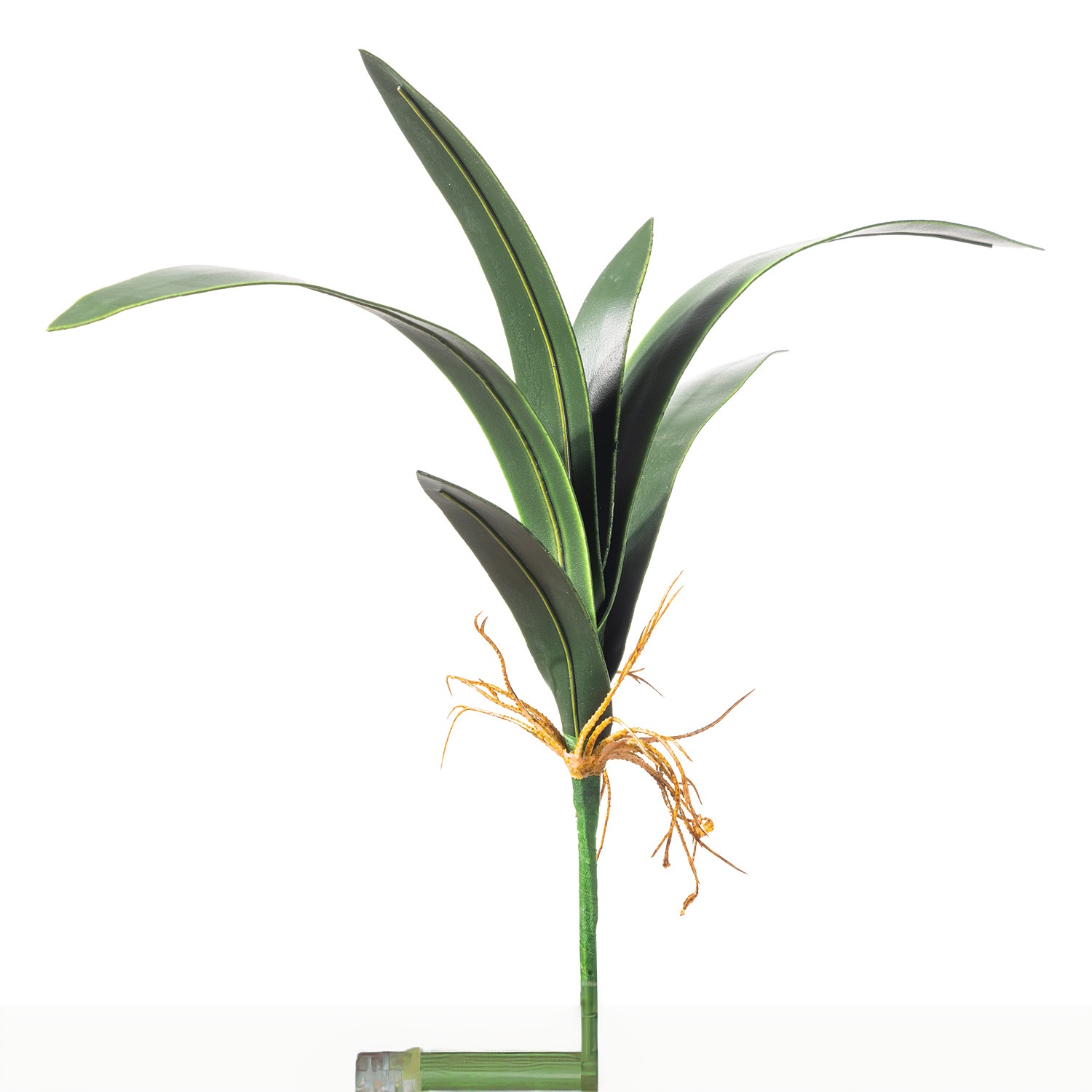 6 petites feuilles d'orchidée épée