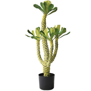 Cactus <span class=keywords><strong>Haworthia</strong></span> Artificiale in Plastica di Alta Qualità per Paesaggistica Desertica - Alta Simulazione per Uso Interno/Esterno Naturale - Product Image 6
