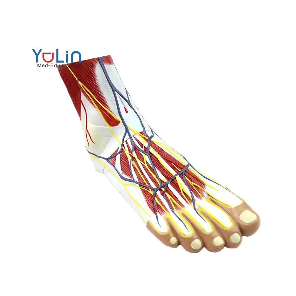 Investigación médica cirujano Educación Artística anatomía del músculo, Nervio, ligamento vascular unido al pie humano modelo de pie y tobillo