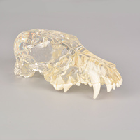 Modelo de dientes caninos con mandíbula y cráneo, modelo de Anatomía de perro para educación científica, estudio veterinario, enseñanza de cráneo canino Dentoform