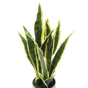 Venta caliente Artificial Tigre Orquídea Serpiente <span class=keywords><strong>Plantas</strong></span> Bonsai <span class=keywords><strong>Plantas</strong></span> para <span class=keywords><strong>Amazon</strong></span> Planta de decoración artificial - Product Image 5