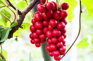 Doğal <span class=keywords><strong>Schisandra</strong></span> Berry özü en kaliteli <span class=keywords><strong>Schisandra</strong></span> özü tozu - Product Image 5