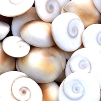 Pierre naturelle Œil de Shiva, Gemme précieuse Gomti Chakra, 5-15mm, Forme irrégulière, Certifiée par un tiers, Vente en gros, Feng Shui