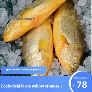 Croaker jaune frais congelé, poisson d'eau de mer profonde, marque Woody, qualité LQF, processus de congélation, emballage en vrac disponible - Product Image 5
