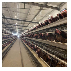 <span class=keywords><strong>Cages</strong></span> d'élevage avicole pour poules pondeuses, équipement automatique pour l'élevage de poulets en batterie, à vendre - Product Image 6