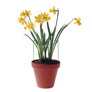 Support végétal enduit de poudre verte croître à travers la <span class=keywords><strong>grille</strong></span> - Product Image 6