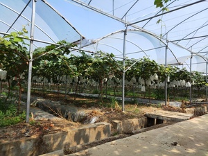Invernadero tipo túnel Caterpillar <span class=keywords><strong>de</strong></span> gran tamaño, <span class=keywords><strong>de</strong></span> una sola capa, con película plástica, para protección contra la lluvia, ideal para el cultivo <span class=keywords><strong>de</strong></span> uvas. - Product Image 2