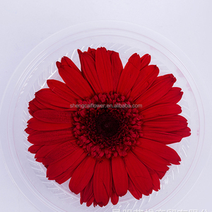 Prix d'usine abordable – <span class=keywords><strong>Fleurs</strong></span> de marguerite <span class=keywords><strong>stabilisées</strong></span> et éternelles de 5-6 cm pour bouquets de décoration - Product Image 4
