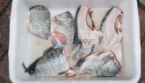 <span class=keywords><strong>Atka</strong></span>-máquina de corte y deshuesado de peces de caballa, máquina de filtración de peces de tamaño medio, gran oferta - Product Image 5