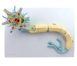 医学神经科放大神经纤维结构模型神经元模型