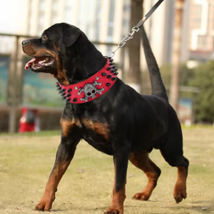 Hochwertige PU-Leder Hunde halsband Leine Weiche Luxus dekorative Niet Halloween-Druck Modisches Zubehör für Ihre Pelz - Product Image 5