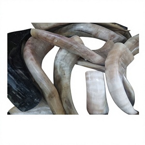 Shofar artisanal en corne de bélier naturelle, instrument brut au toucher authentique, artisanat religieux traditionnel et décoration intérieure - Product Image 5