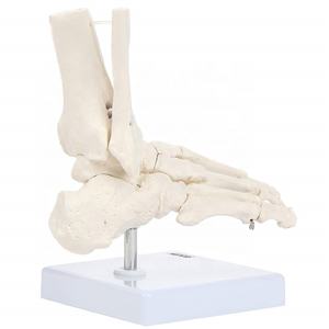 Productie Van Hoge Kwaliteit Medische Anatomie Voet Gewricht Skelet Model Voor Medische Wetenschap Onderwijs Levensgroot Menselijk Voetgewricht Model - Product Image 5