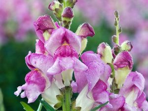 Mélange de fleurs sauvages naturelles-Variété vivace et annuelle pour la plantation d'automne, attire les oiseaux, convient à une utilisation suspendue de fleurs - Product Image 3