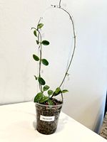 Support de plante en acrylique transparent en forme de U pour plantes grimpantes, vigne, lierre, treillis pour plantes en pot, intérieur et extérieur