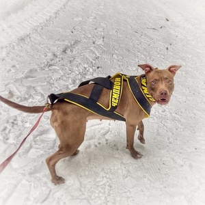 Adjustable <strong>Weighted</strong> <strong>Dog</strong> Training <strong>Vest</strong> With Training For Large <strong>Dogs</strong> Pet Training Sled Weight Pull Harness for <strong>Dog</strong> - Product Image 4