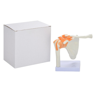 Mô Hình Xương Khớp Vai Người Mô Hình Giảng Dạy Khoa Học Y Tế Mô Hình Khớp Vai Người - Product Image 4