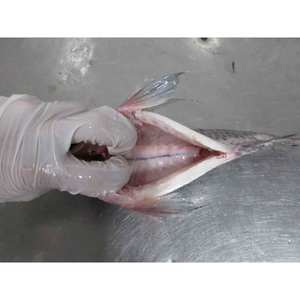 <span class=keywords><strong>Pesce</strong></span> Congelato Economico: Tilapia Eviscerata e Squamatata, Orata GS 550-750g, Vendita all'Ingrosso per Aziende dalla Cina - Product Image 3