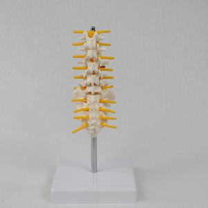 Modèle de colonne vertébrale lombaire et de sacrum en cinq sections de taille moyenne ; modèle de squelette humain pour l'enseignement. - Product Image 3