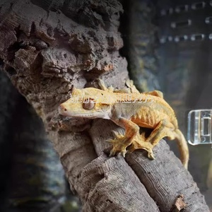 Vi môi trường sống Terrarium bao vây cho các loài bò sát nhỏ Lưỡng Cư nhện không xương sống hiển thị Rack cho cây ở sinh vật - Product Image 4