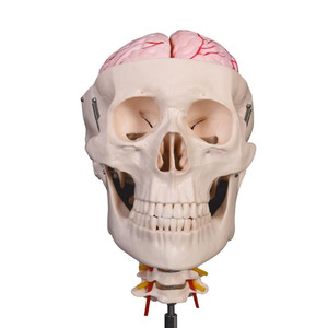 Modelo de <span class=keywords><strong>esqueleto</strong></span> de cráneo humano de 8 partes con cerebro y columna <span class=keywords><strong>cervical</strong></span> para ciencia médica - Product Image 2