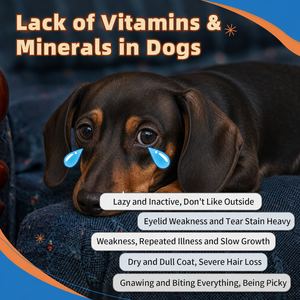 Multivitamínico en Polvo 15 en 1 para <span class=keywords><strong>Perros</strong></span> con Omega 3, Glucosamina y Probióticos para <span class=keywords><strong>Perros</strong></span> y Gatos de Todas las Edades, Refuerzo del Sistema Inmunológico, OEM - Product Image 5