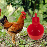 Abreuvoir pour volaille, cage à pigeons, mangeoires et abreuvoirs pour volaille