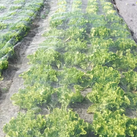 HDPE landbouwgaas anti-insectennet voor kas 100gsm 40*25 maas