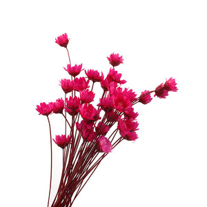 Flores Secas y Preservadas de Gypsophila (Baby's Breath) para Decoración y Regalo - Product Image 3