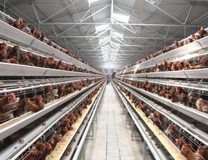 Système Automatique de Cages pour Poules Pondeuses, Cage Avicole Galvanisée pour l'Élevage Professionnel - Product Image 2