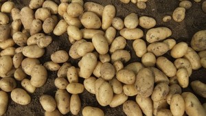 Patata fresca de alto grado de <span class=keywords><strong>verduras</strong></span> orgánicas chinas para exportar - Product Image 6