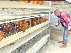 120 tavuk yetiştiriciliği tavuk tabakası kafes galvanizli pil döşeme tavuk tabakası yumurta tavuk kafesi - Product Image 5