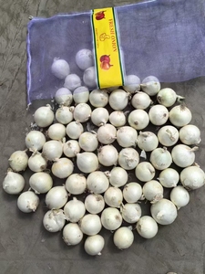 Cebola Branca Orgânica Cebola Amarela Legumes Frescos no Melhor Preço Cebola de Qualidade Superior para Exportação - Product Image 4