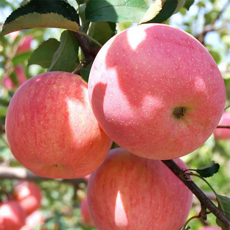 Cinese fresco di apple di frutta per la vendita di alta qualità rosso fresco fuji mele deliziose con il prezzo competitivo