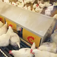 Ekipman sistemi yumurta tavuk otomatik pil tavuk yumurtlama kafesi
